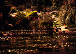 pool of traqulity